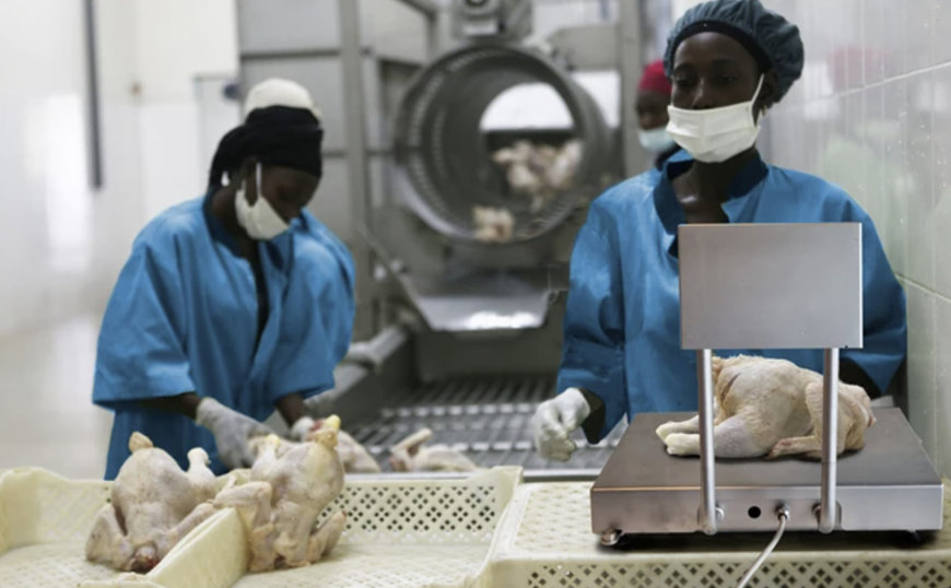 INNOVA FOR START-UP POULTRY PROCESSORS SOFTWARE IS NOT A BIG MONSTER